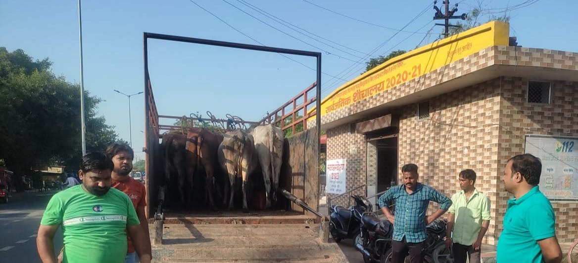 आवारा गौ वंशों को पकड़ किया जुर्माना वसूल