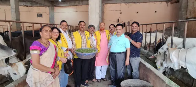 पितृपक्ष के तहत छह सौ गायों के लिए खिलाया 500 किलो चारा